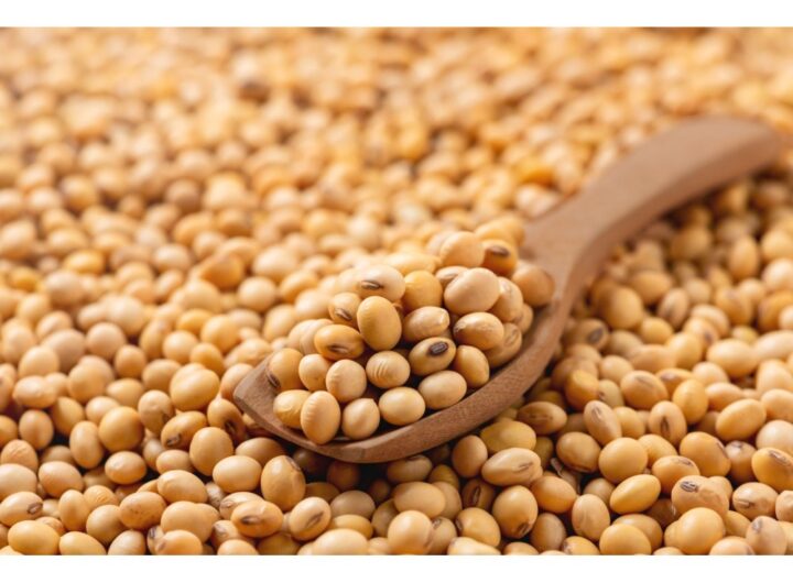 soya bean \panathottam