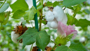 cotton\panathottam