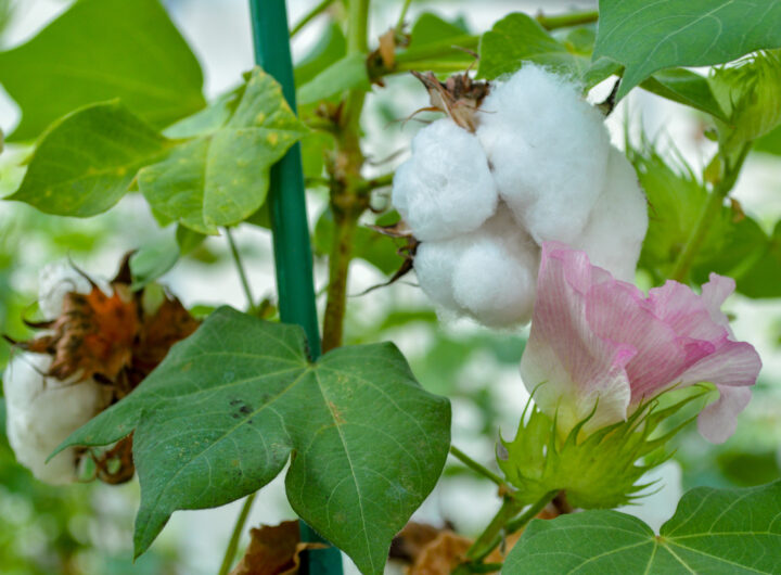 cotton\panathottam