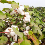 cotton \panathottam