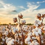 cotton\panathottam