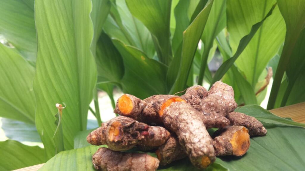 turmeric