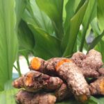 turmeric