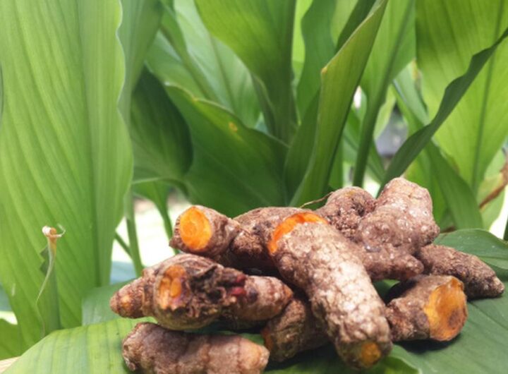 turmeric