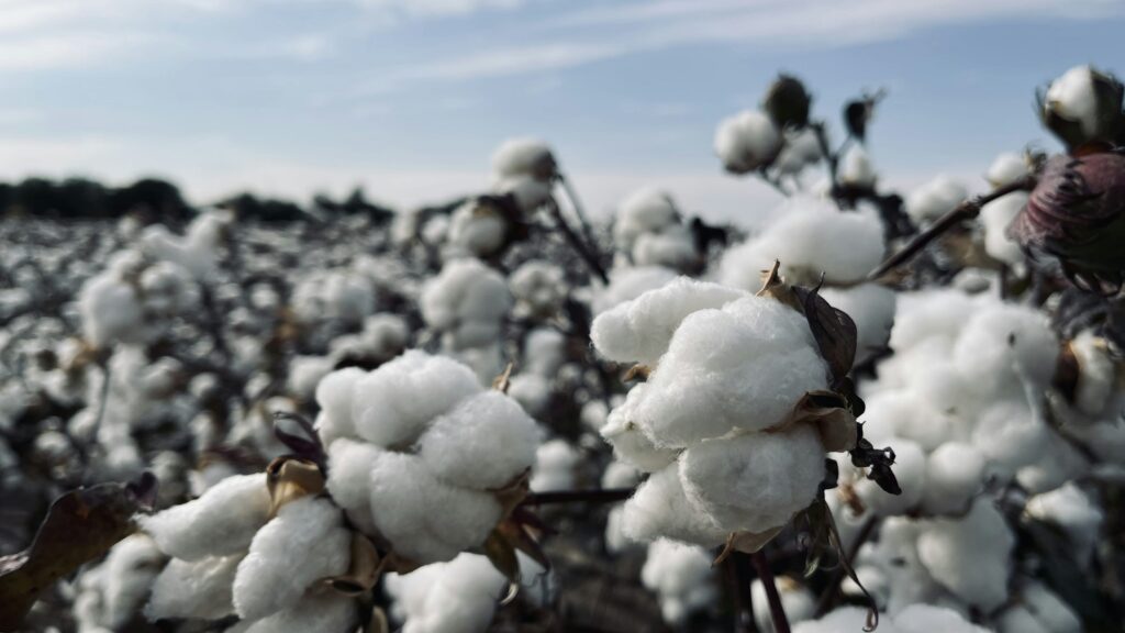 cotton\panathottam