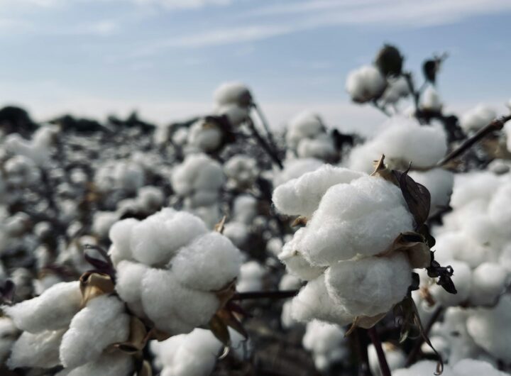 cotton\panathottam